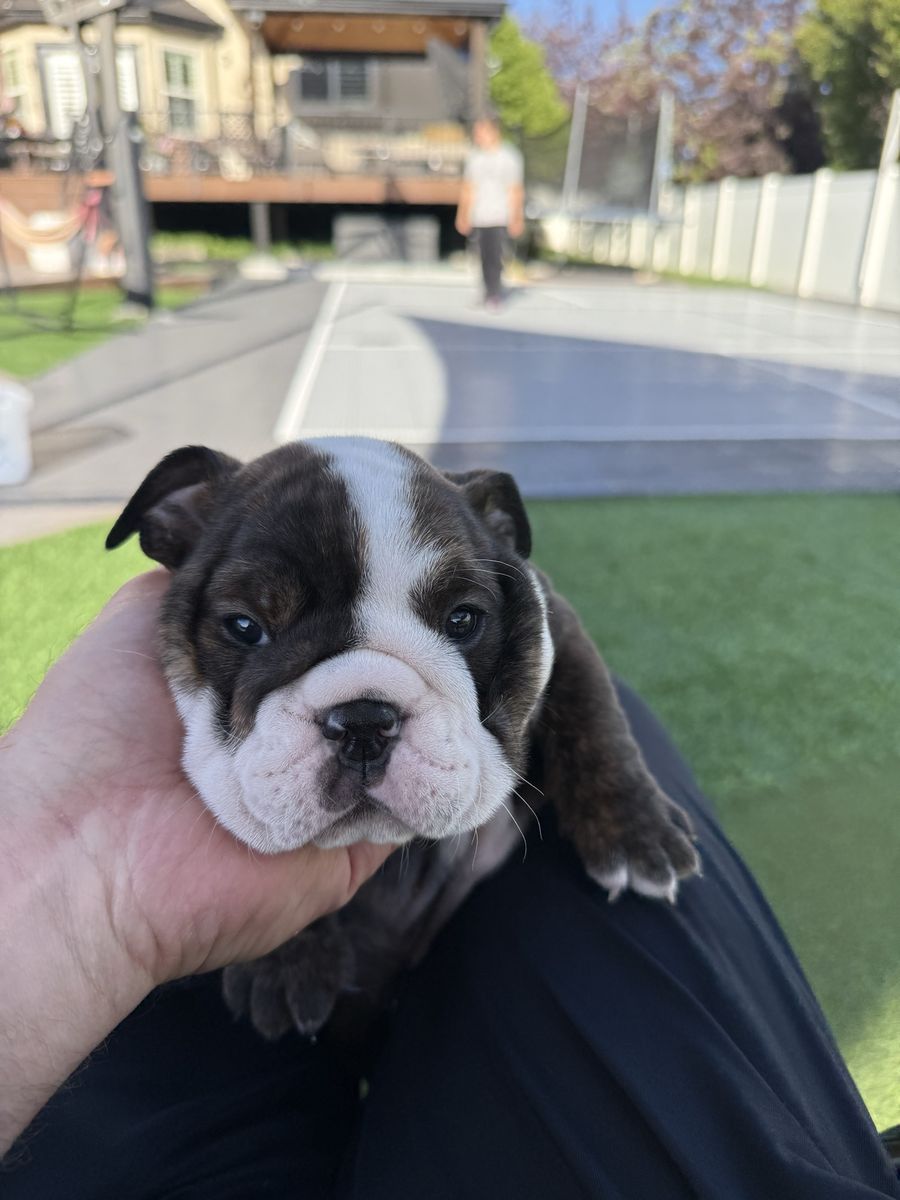English Bulldog Puppy