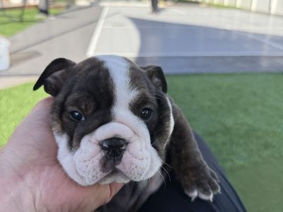 English Bulldog Puppy