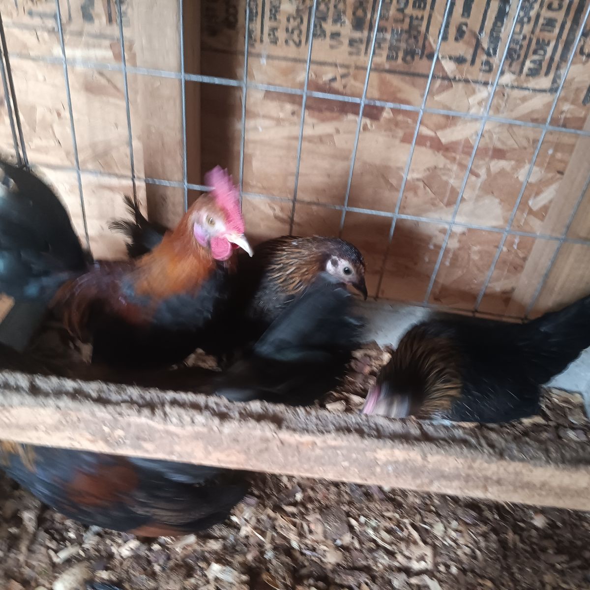 AZTECAS ive got 2 young pairs of Aztecas selling in pairs only 60 dollars a pair. ( firm on my price)