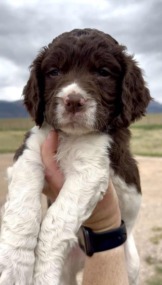 AKC English Springer Spaniel Puppies