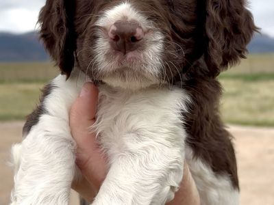 AKC English Springer Spaniel Puppies