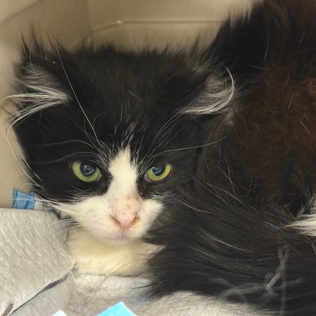 Hello my name is Zucchini