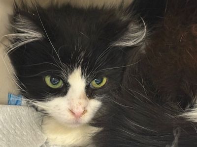 Hello my name is Zucchini