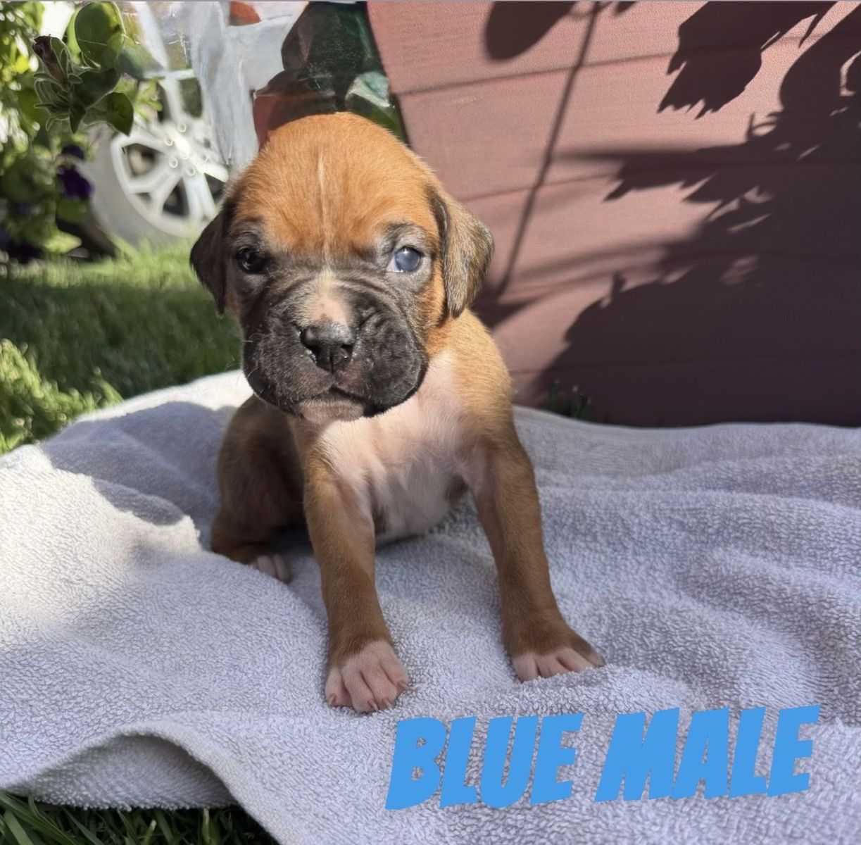 Boxer Puppies (Purebred)