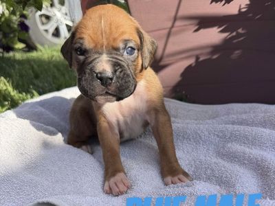 Boxer Puppies (Purebred)
