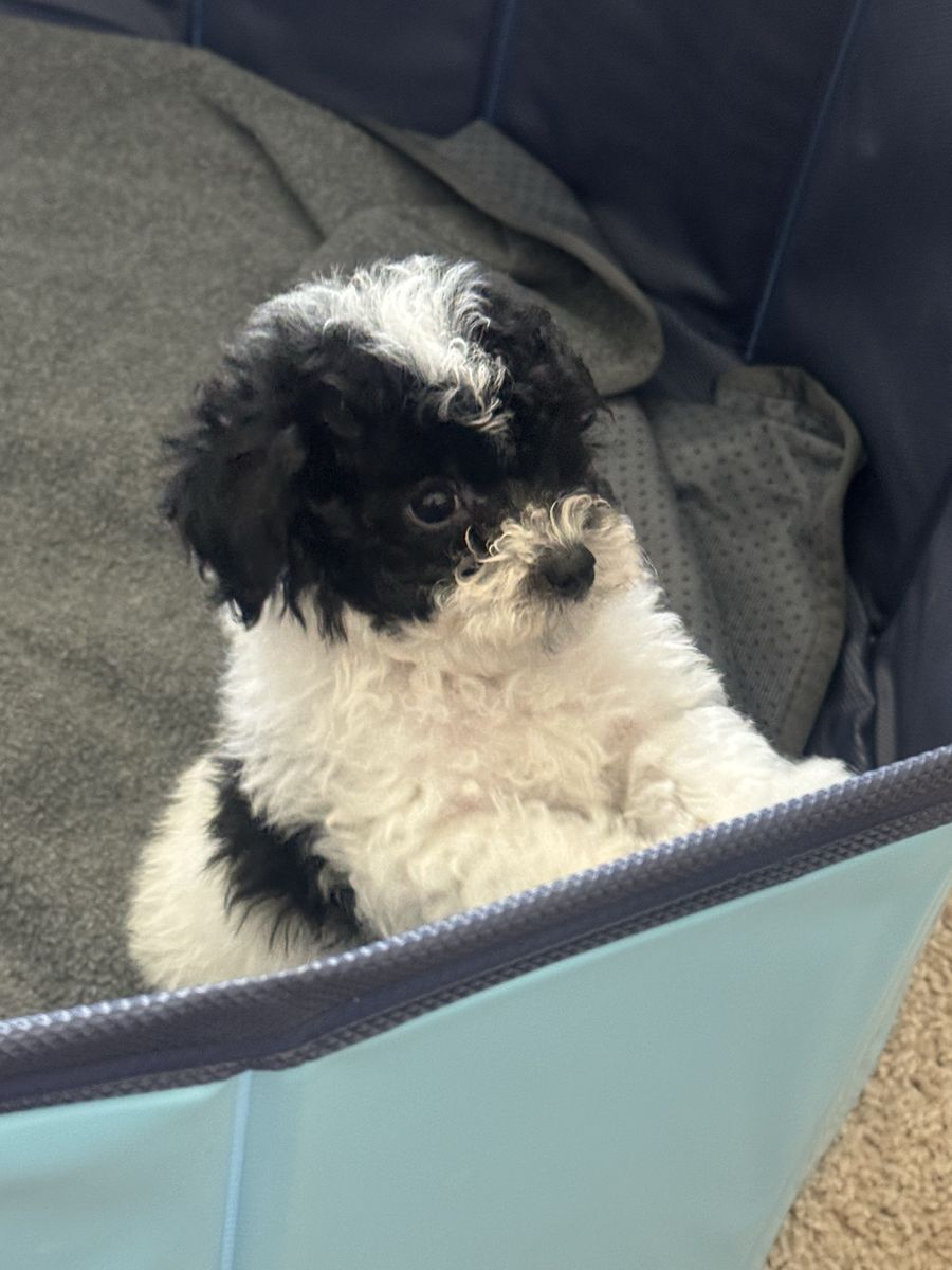 AKC Registered Toy & Teacup Poodles - Hypoallergenic, Crate Trained Puppies