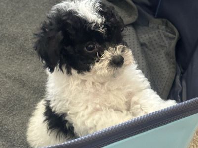 AKC Registered Toy & Teacup Poodles - Hypoallergenic, Crate Trained Puppies