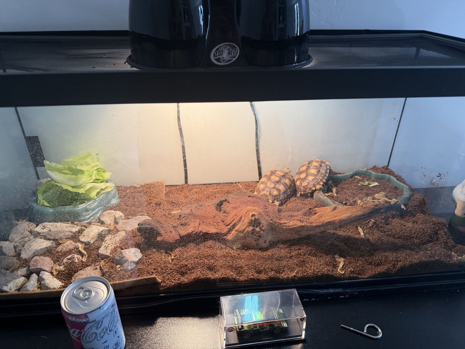 2 Sulcatas And Terranium