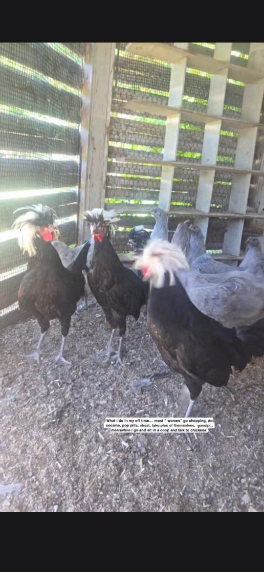 Polish Pullet Roosters Chickens
