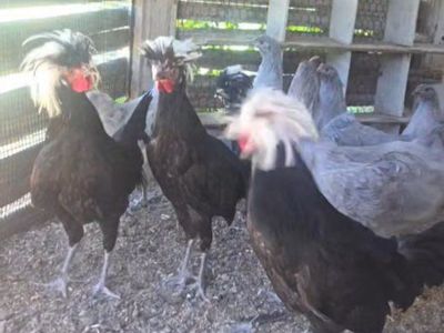 Polish Pullet Roosters Chickens