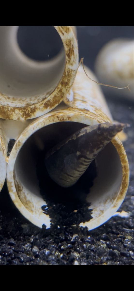 spiny banded eel