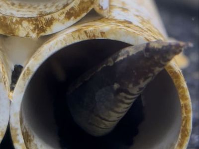 spiny banded eel