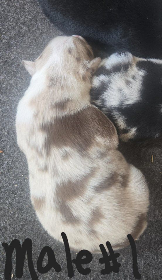 Registered Border Collie (ABCA)