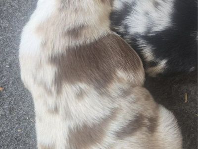 Registered Border Collie (ABCA)