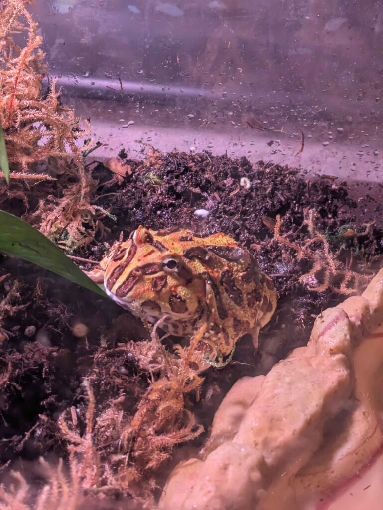 Pacman the Frog