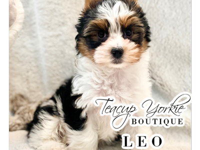 AKC Yorkshire Terrier (Yorkie) Puppy