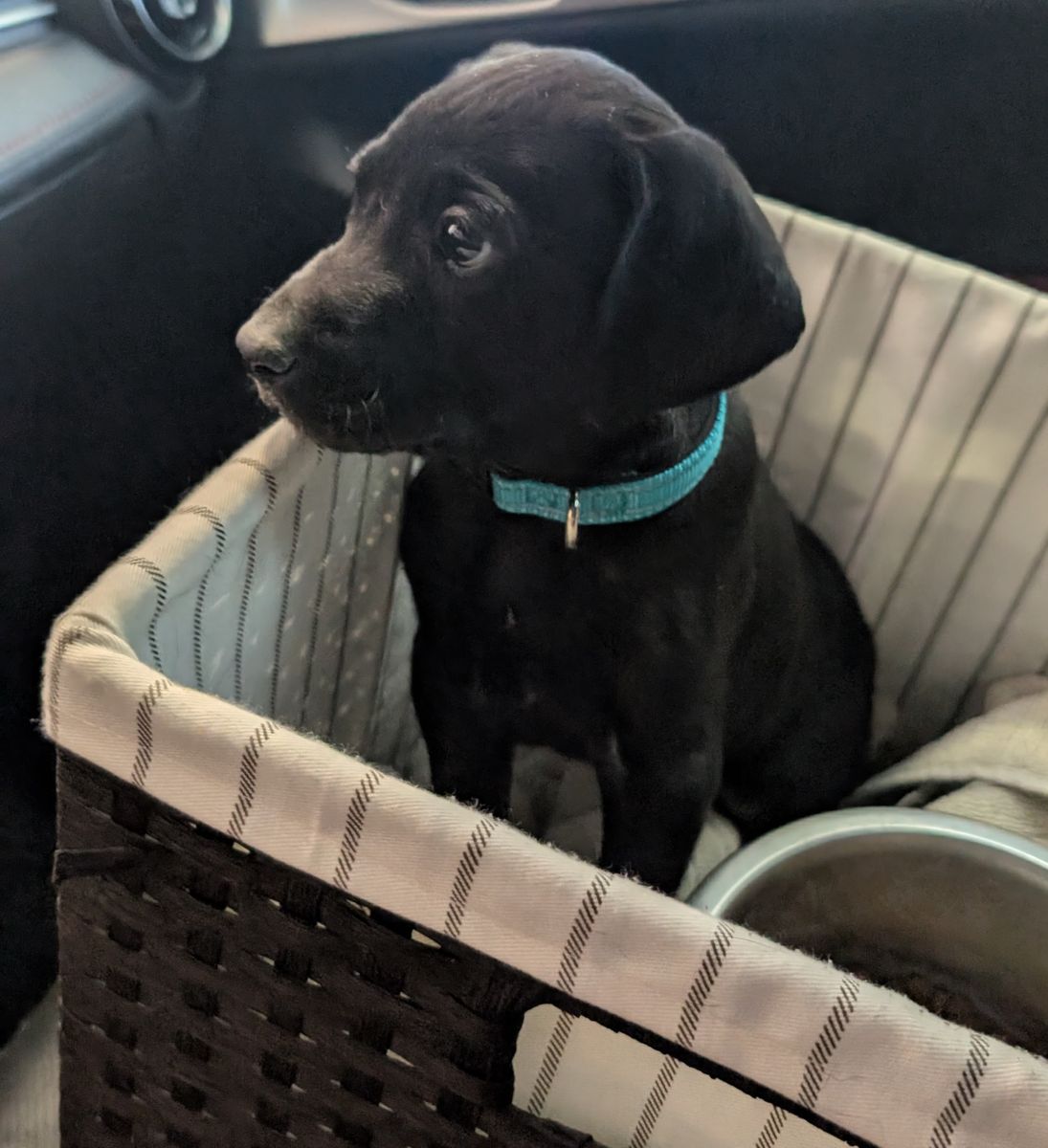 Lab/German Shorthair Pointer Puppy