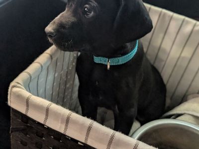 Lab/German Shorthair Pointer Puppy