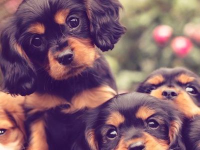 King Charles Cavalier Spaniel Puppies