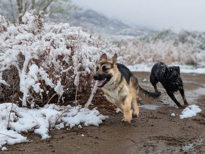 Professional Trained German Shepherd