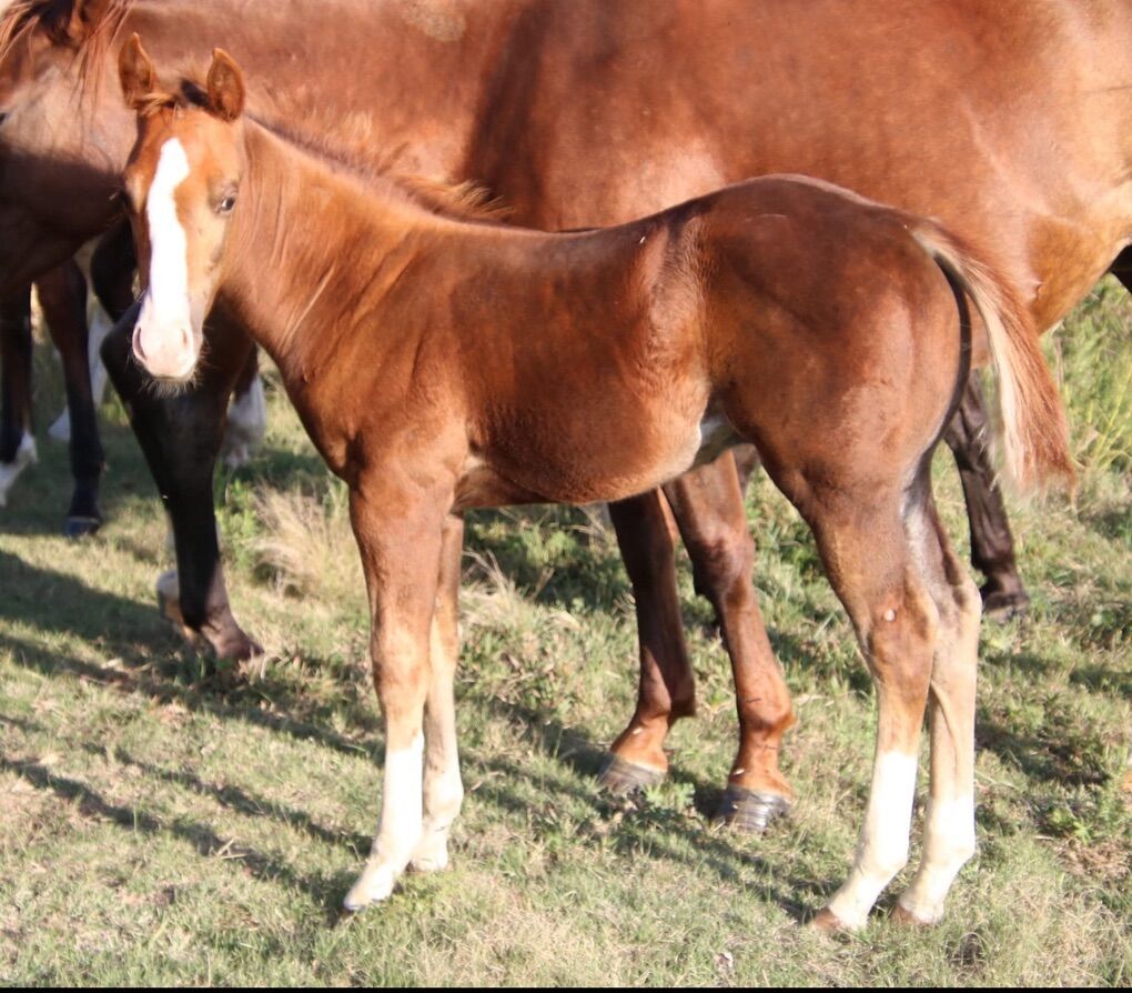 2025 Sorrel Colt (corcettes song 1)