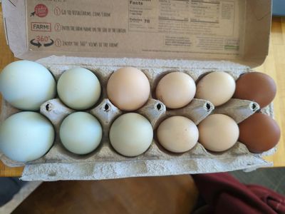 Hatching Eggs, Ayam Cemani, Fibro Easter Egger, Zombie, Fibro Maran
