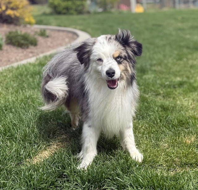 Purebred Mini Aussie