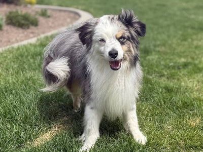 Purebred Mini Aussie