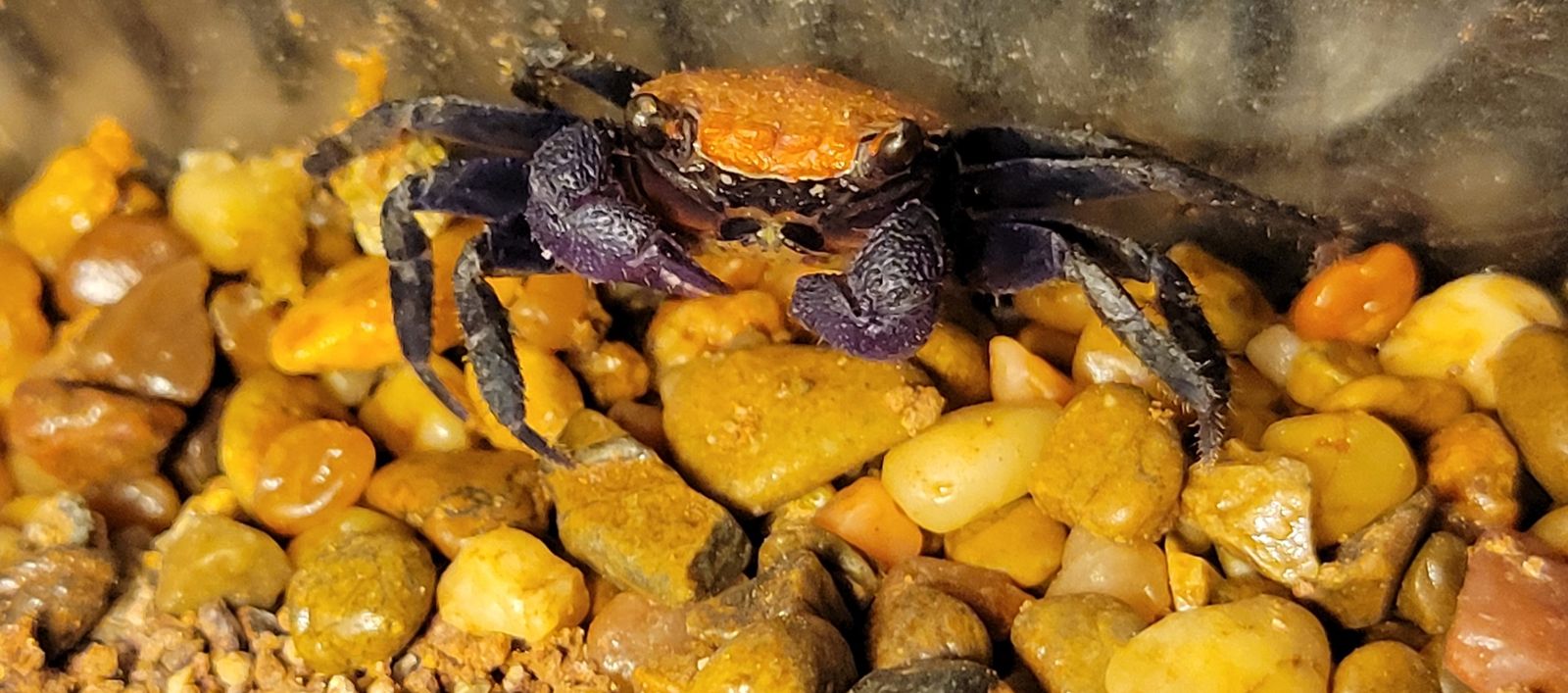 Black Leg Vampire Crab