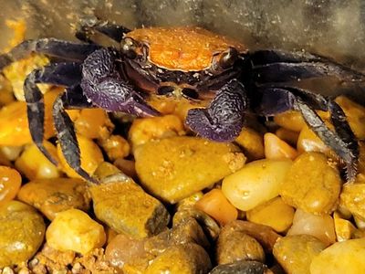 Black Leg Vampire Crab