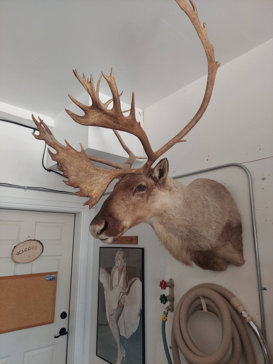 Caribou Mount