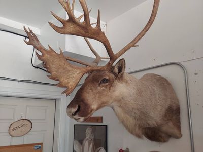 Caribou Mount