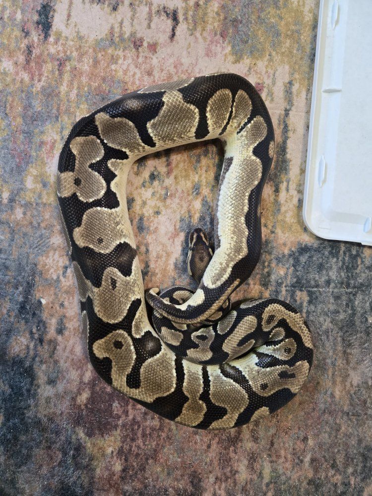 Het pied female ball python