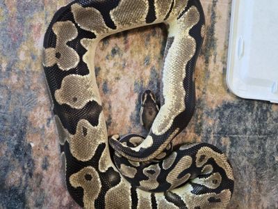 Het pied female ball python