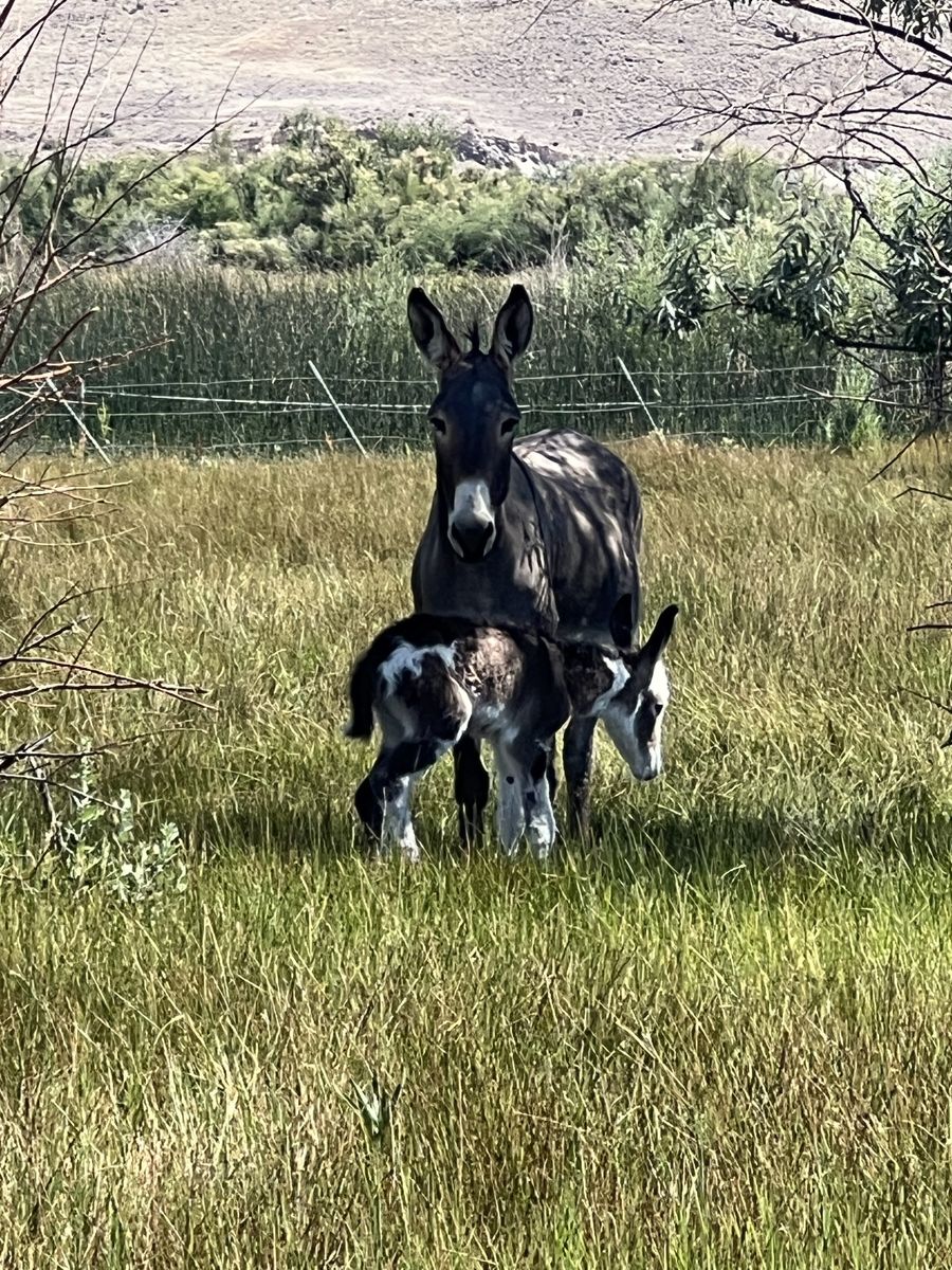 Baby paint Donkey