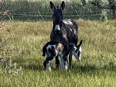 Baby paint Donkey