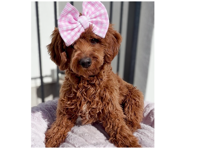 Mini Goldendoodle 6 Months