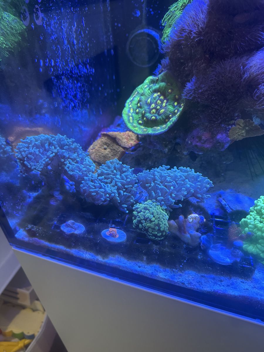 Hammer coral frags