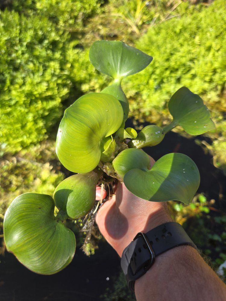 Water Hyacinths