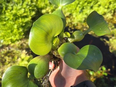 Water Hyacinths
