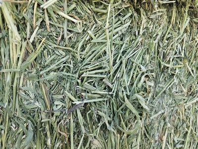 Premium Alfalfa Bales Delivered
