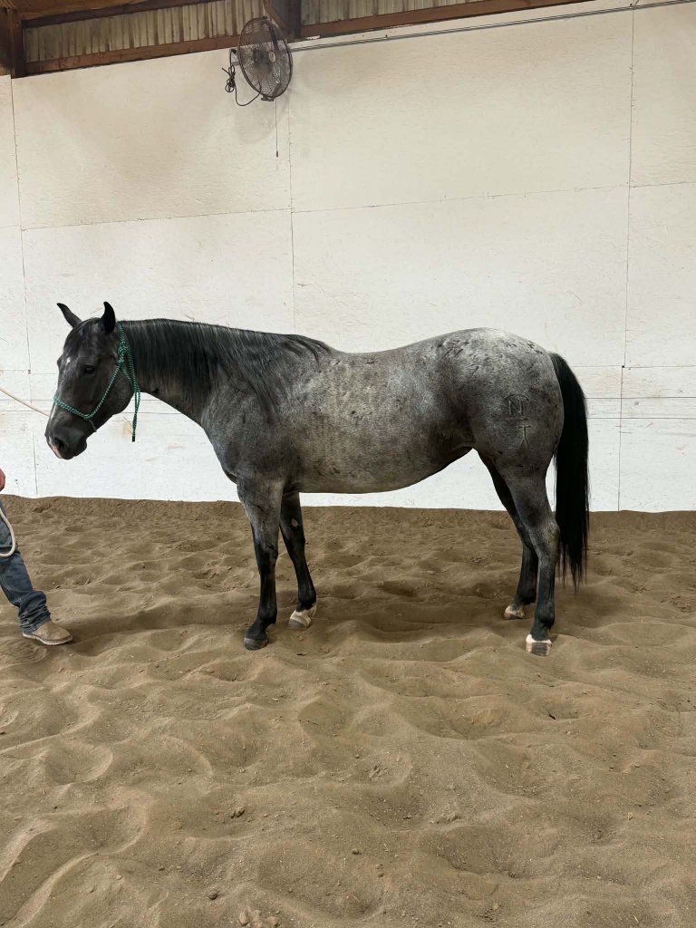 5 yr broke mare in foal