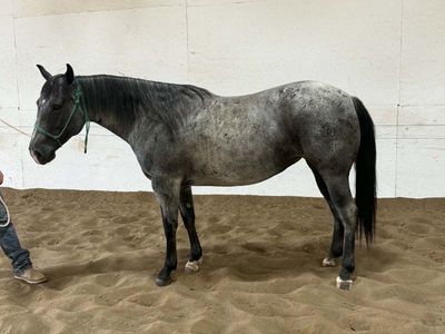 5 yr broke mare in foal