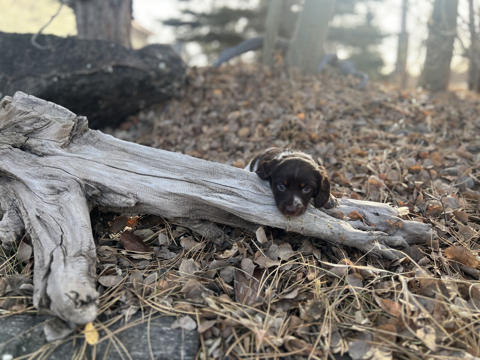 Dachshund puppies Chocolate Piebald (5)