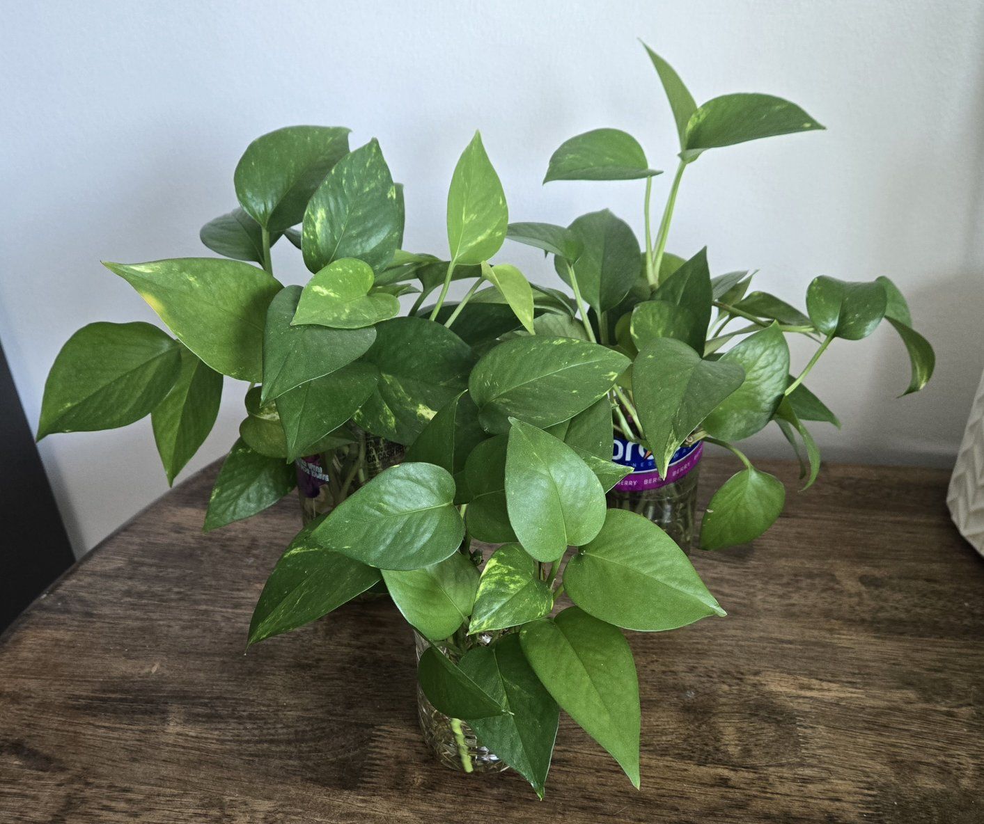 Emerald Green Pothos Starter Plant