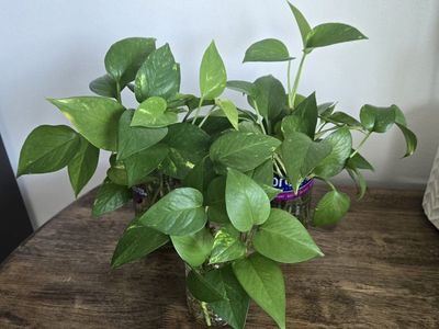 Emerald Green Pothos Starter Plant