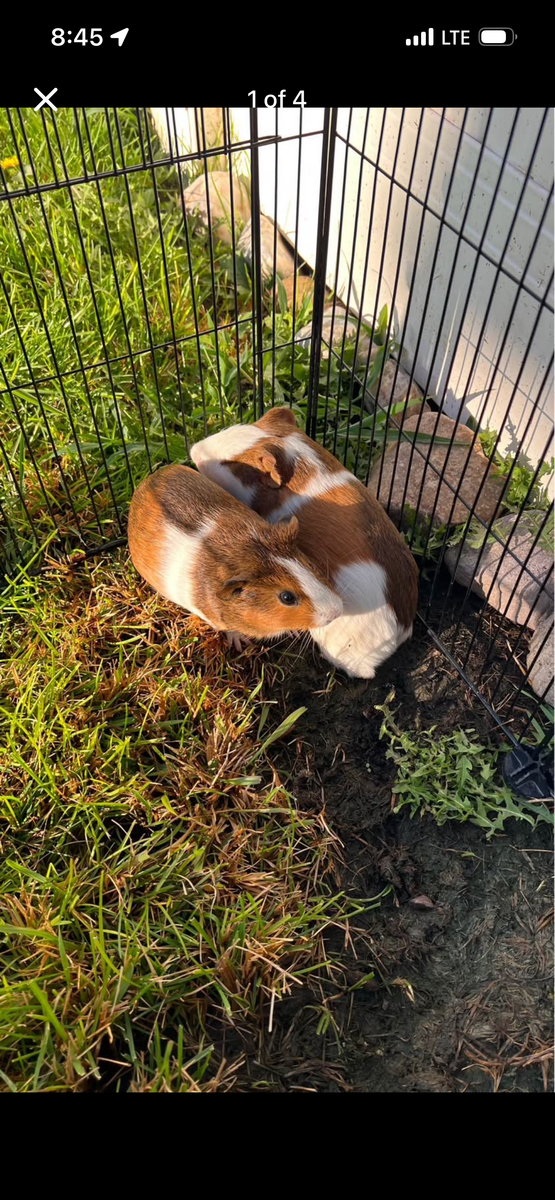Two male guinea pigs