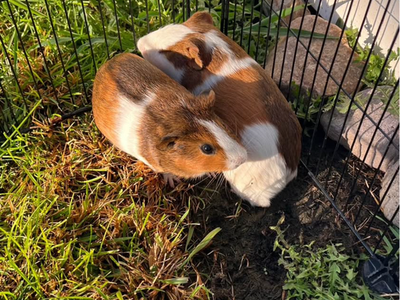 Two male guinea pigs