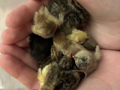 *SALE* Button Quail Chicks