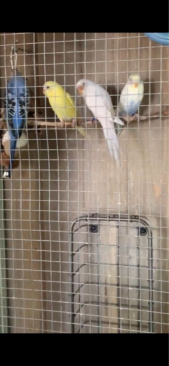 3 Beautiful Parakeets (1 Male, 2 Females) - Approx. 1.5 Years Old